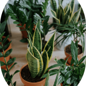 Parlor Palm